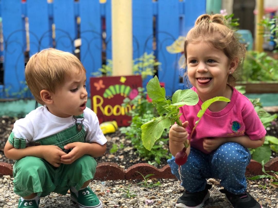 Two happy children harvesting fresh greens in the Miami Springs Montessori School garden