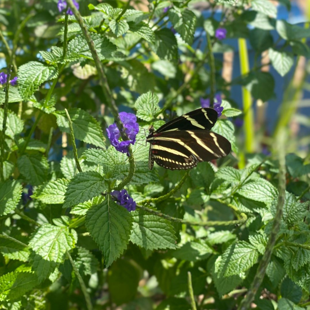 Zebra longwing butterfly resting on a purple flower in the butterfly garden
